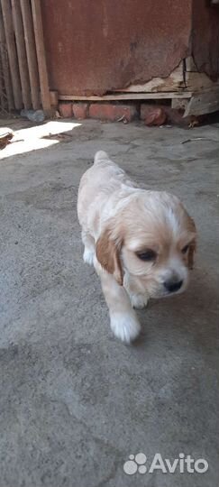 Кокер спаниель