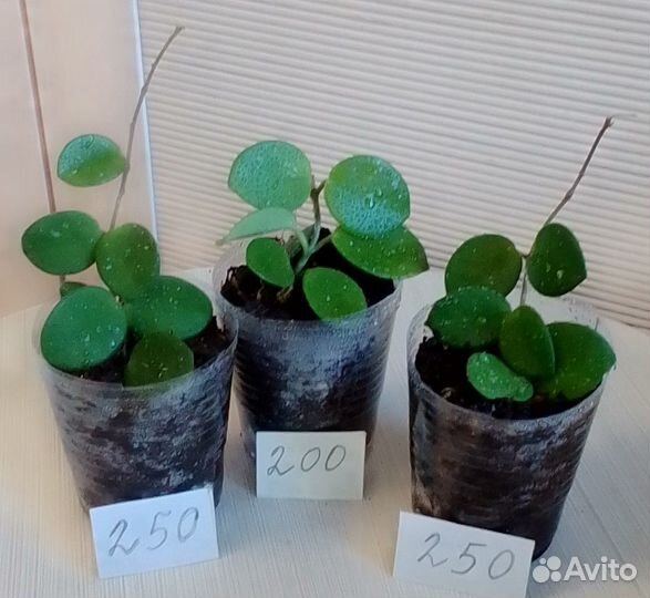 Хойи миники - милашки