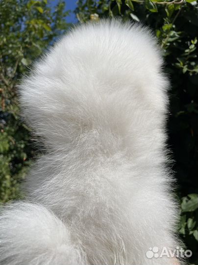 Белая девочка мишка