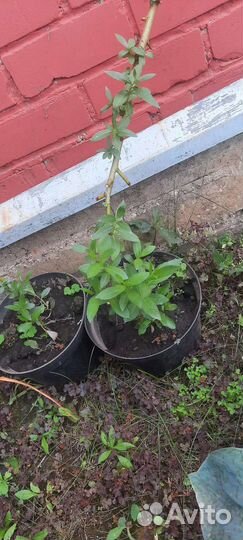 Ива шаровидная