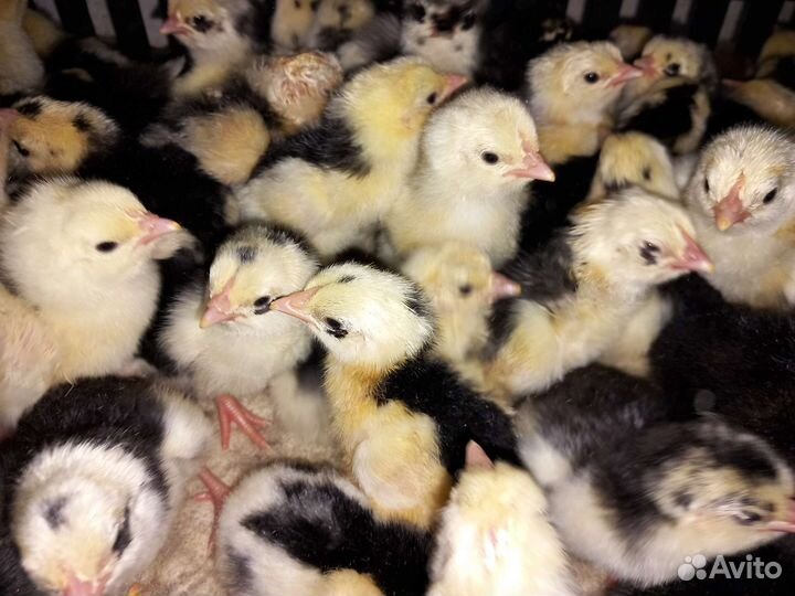 Продаю птицу суточные и подросковую