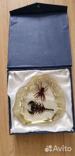 Скорпион с пауком в смоле