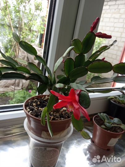 Сортовые декабристы