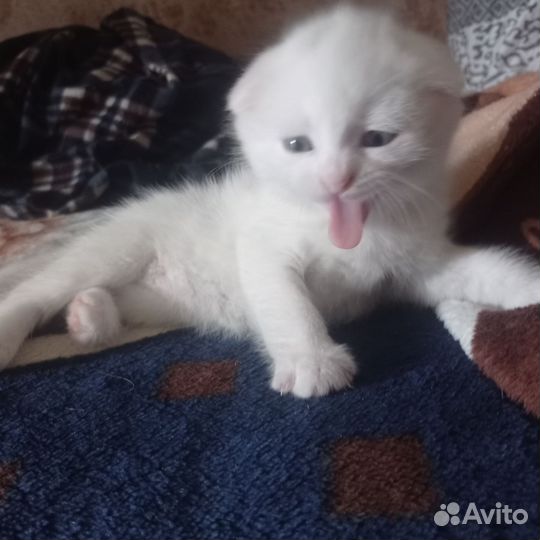 Британские вислоухие котята