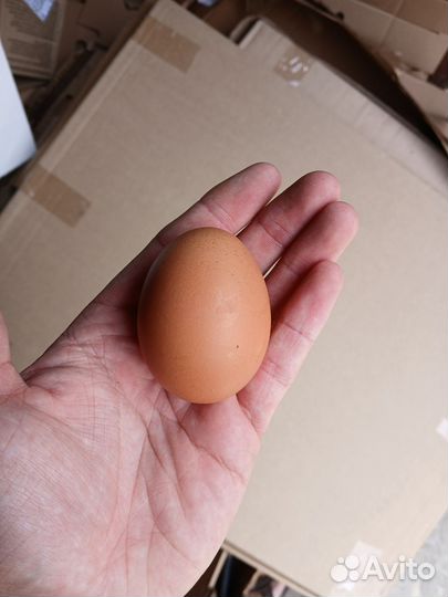 Домашние деревенские яйца