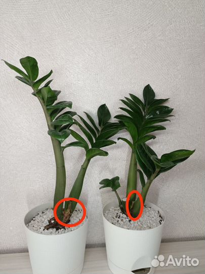 Замиокулькас зензи