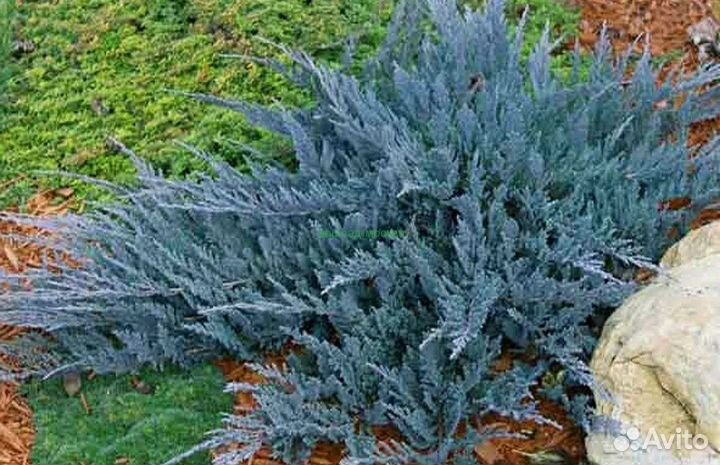 Можжевельник Блю чип