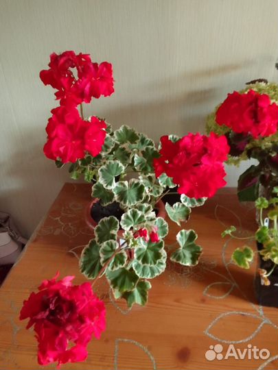 Пеларгония герань