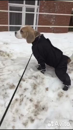 Комбинезон для собак