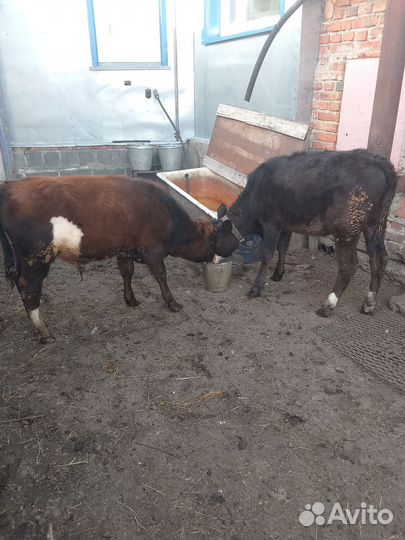 Джерсийские телята