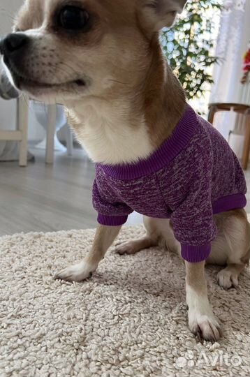 Кофточки и носочки для собаки