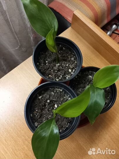 Продам саженцы Стрелиции Николая