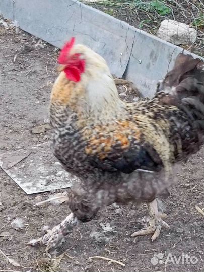 Молодые петухи