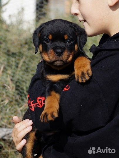 Щенок ротвейлера