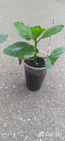 Гибискус красно - оранжевый