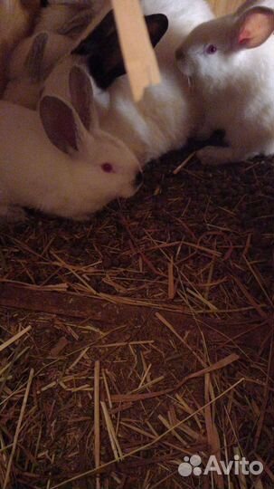 Кролики.Козы