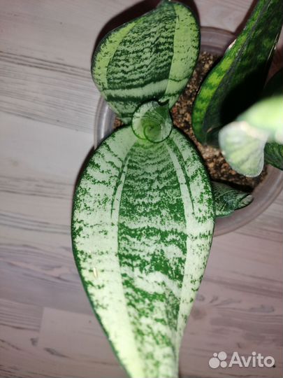 Сансевиерия Муншайн мутант Каспер