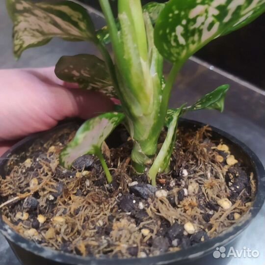 Аглаонем Пинк Валентин