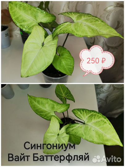 Сингониумы