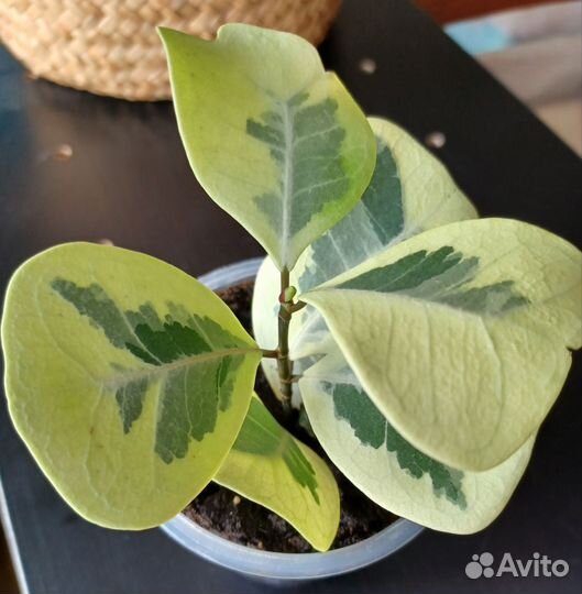 Фикус триангулярис