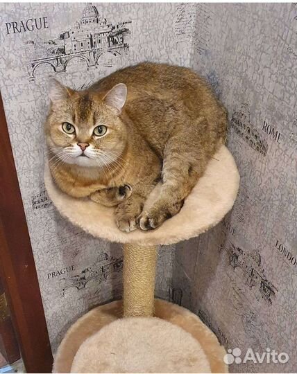 Шотландский кот. Бесплатно