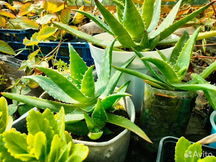 Рассада каланхое