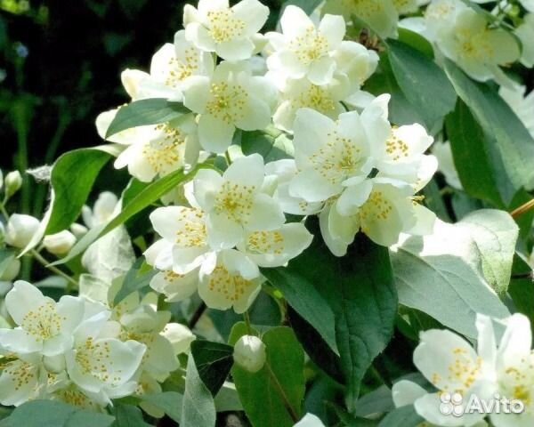 Сосна, чубушник, ель, каштан