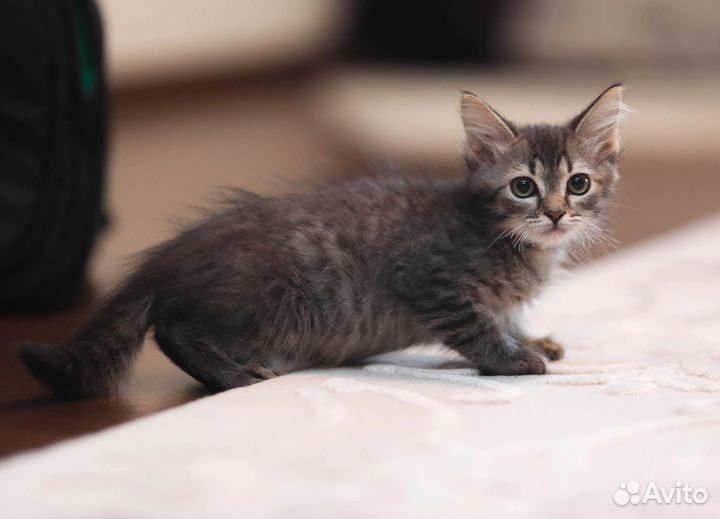 Котенок мальчик 2.5 мес