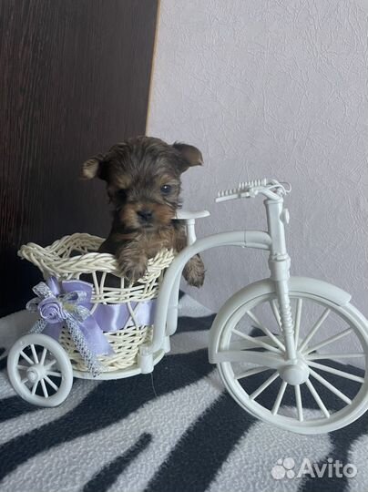 Йоркширский терьер