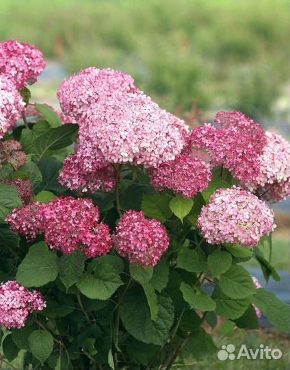 Гортензия древовидная