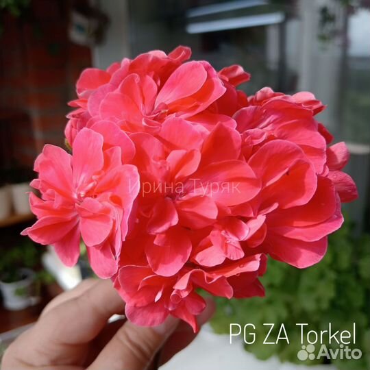 Пеларгония герань