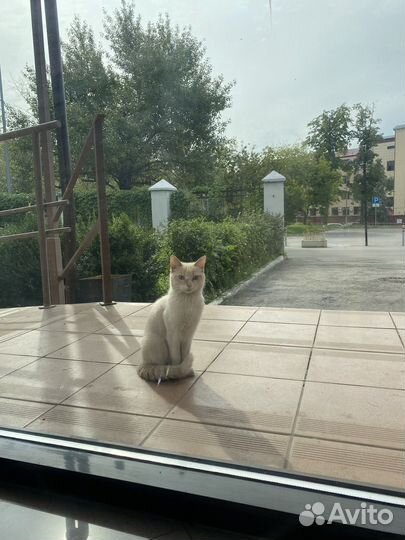 Кошка ищет дом