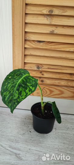 Диффенбахия рефлектор