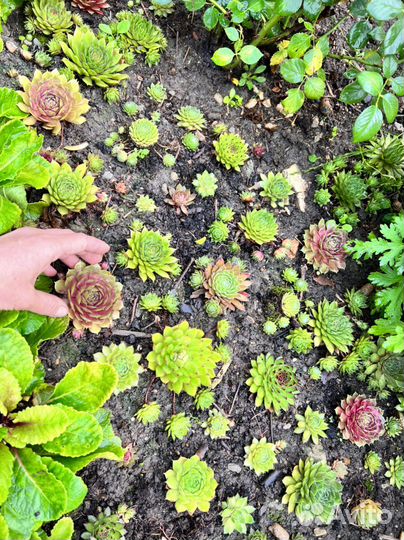 Молодило набор