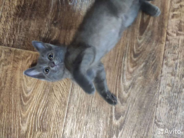 Дымчатый красавец