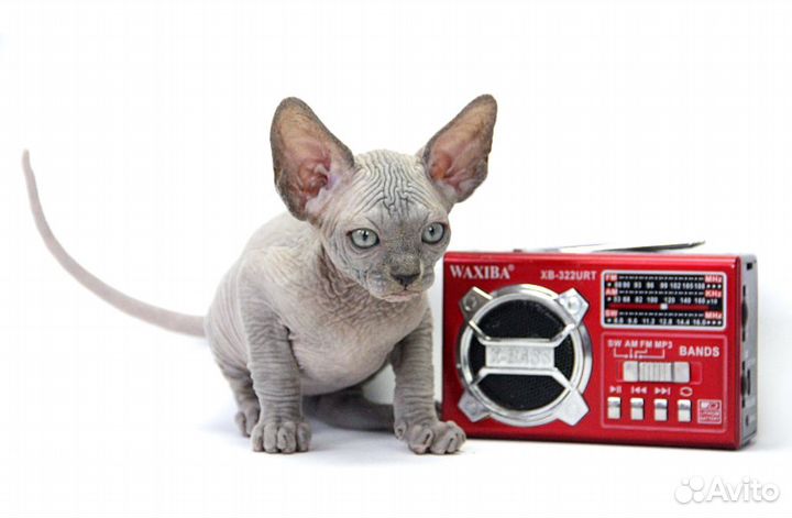 Чудесный расчудесный малыш Гари канадский сфинкс