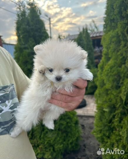 Щенки шпица