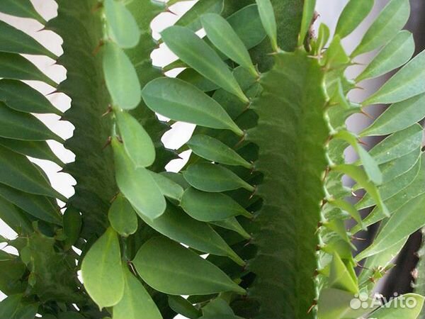 Молочай трехгранный