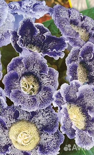 Глоксиния Блю Пикоти, Имперс синие чернила