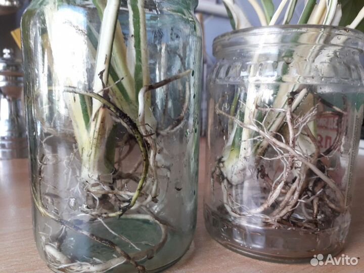 Спатифиллум Пикассо