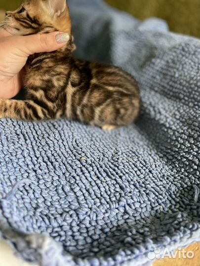 Бенгальская кошка