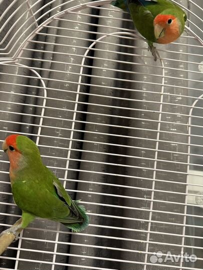 Попугай неразлучники с клеткой