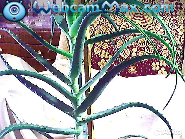 Алое, агава, золотой ус