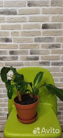 Драцена душистая