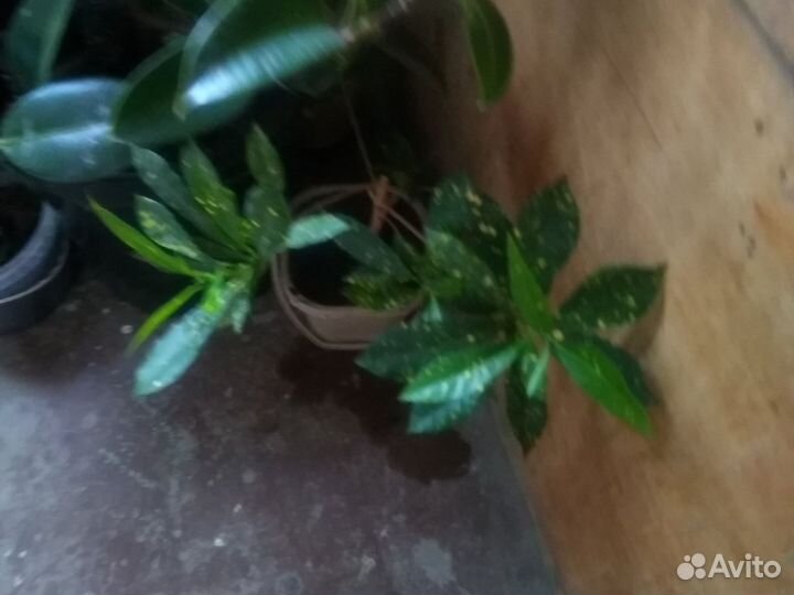 Комнатные цветы