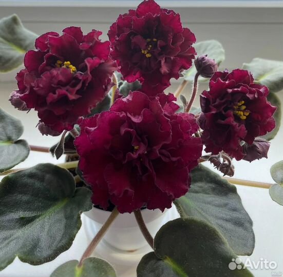 Сортовые фиалки,укор.черенки