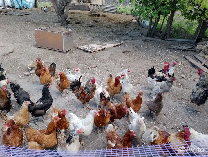 Куры несушки продам