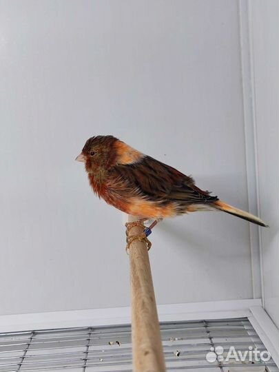 Кенара и канарейки