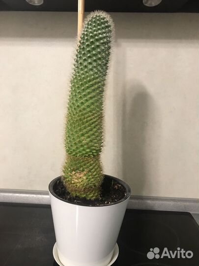 Кактус цветущий