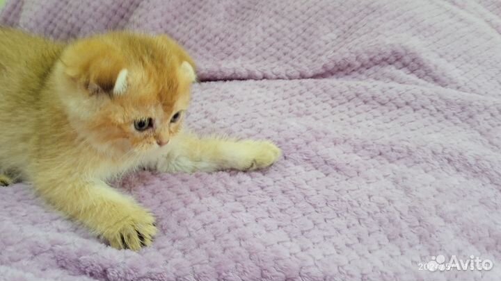 Золотой мальчик